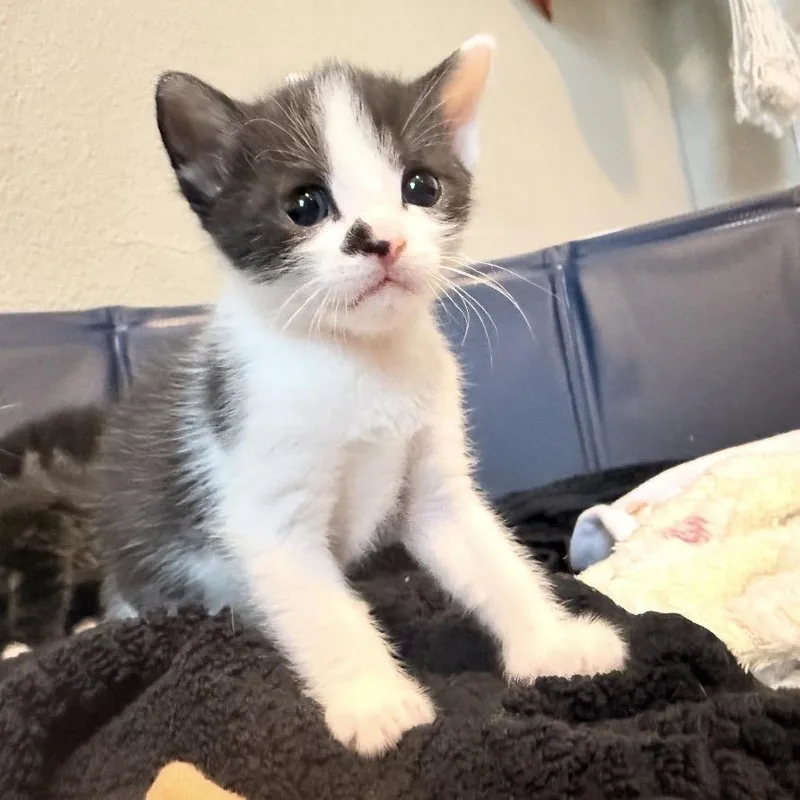Dottie thumbnail 3