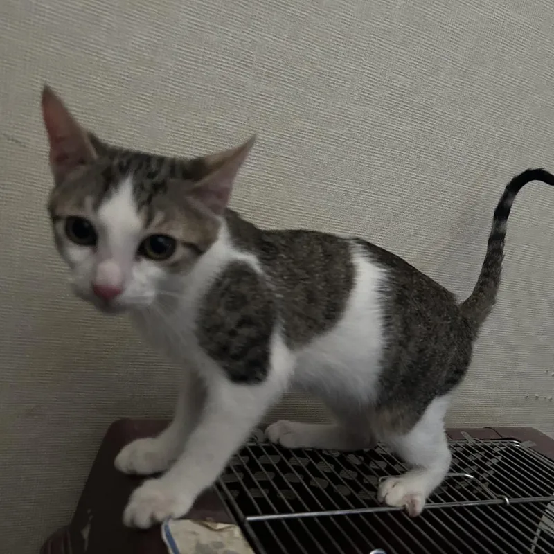 A baby small-sized male Black Domestic Short Hair cat named Cashew for adoption in Hemet, CA