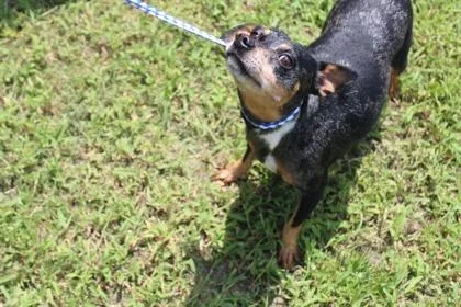 An adult small-sized female Miniature Pinscher dog named Burrito for adoption in Kenansville, NC