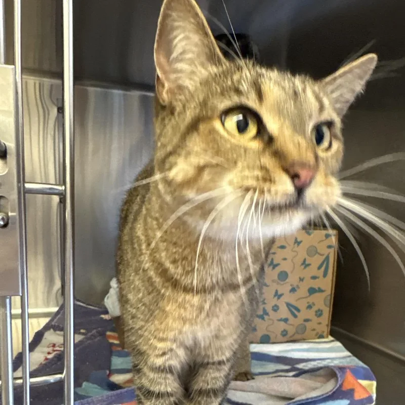 An adult medium-sized female Brown / Chocolate Domestic Short Hair cat named Royce for adoption in Santa Barbara, CA