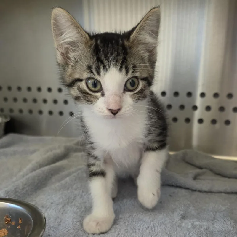 A baby small-sized male Gray / Blue / Silver Domestic Short Hair cat named No Dot for adoption in Norman, OK