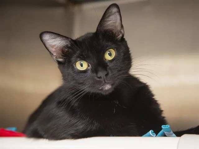 A young medium-sized female Domestic Short Hair cat named Lyla for adoption in Phoenix, AZ