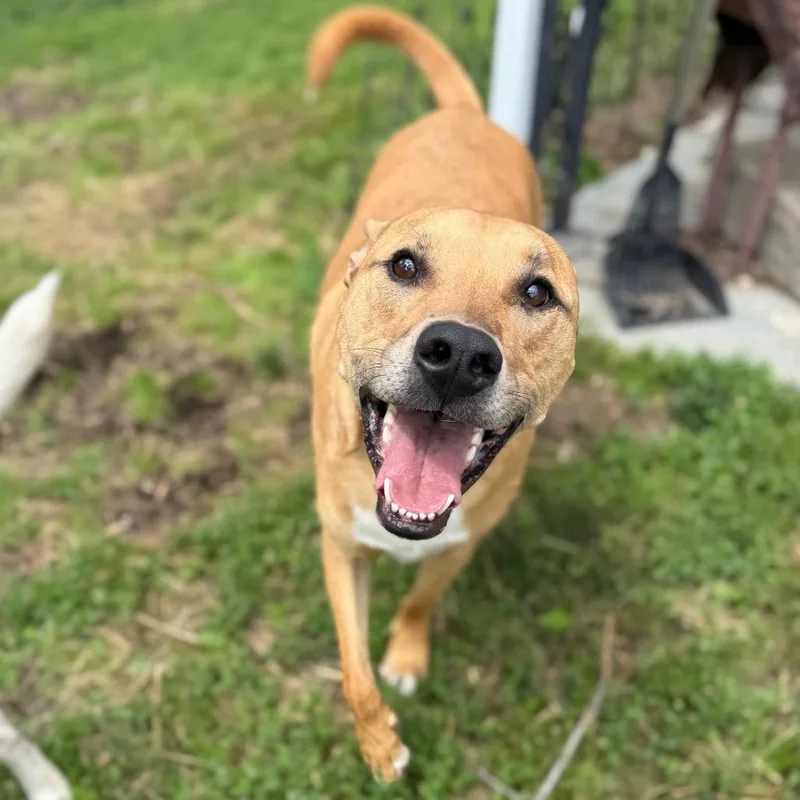 An adult large-sized male Golden American Staffordshire Terrier dog named Mowgli for adoption in Staten Island, NY