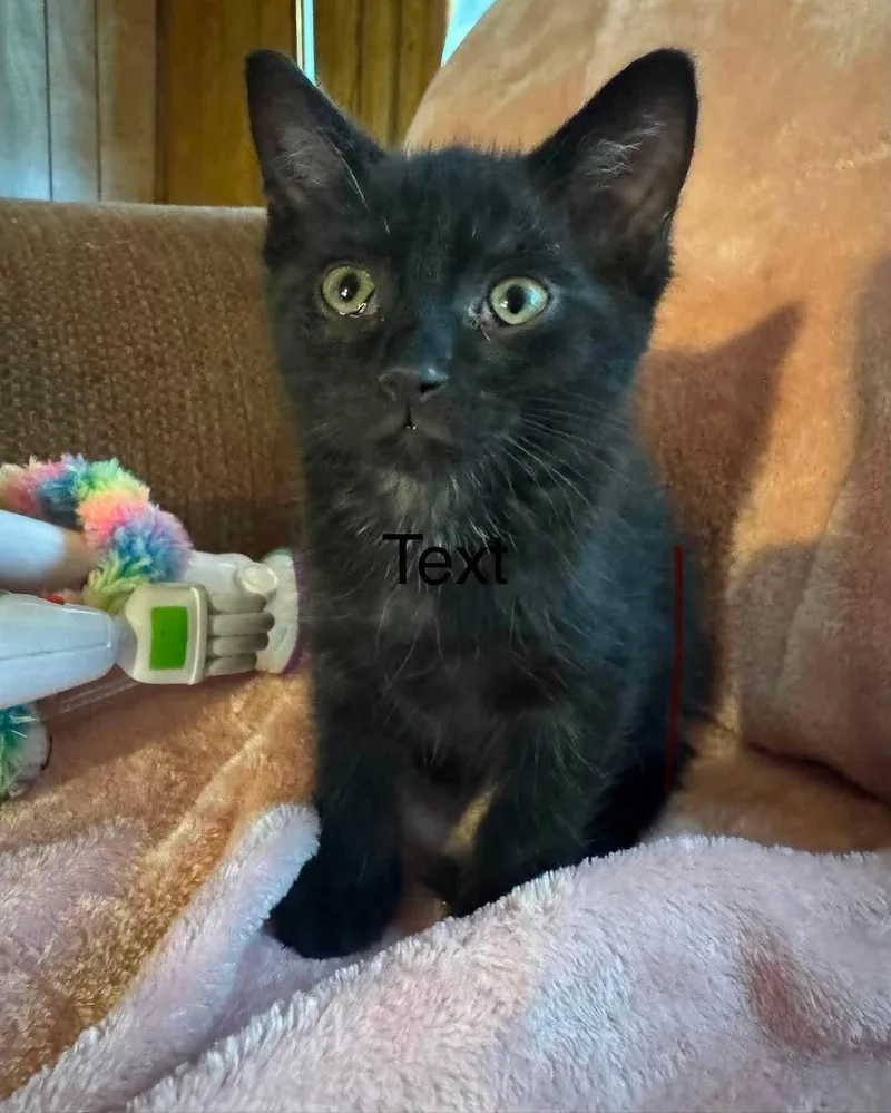 A baby medium-sized male Black Domestic Short Hair cat named Noir for adoption in Fort Payne, AL