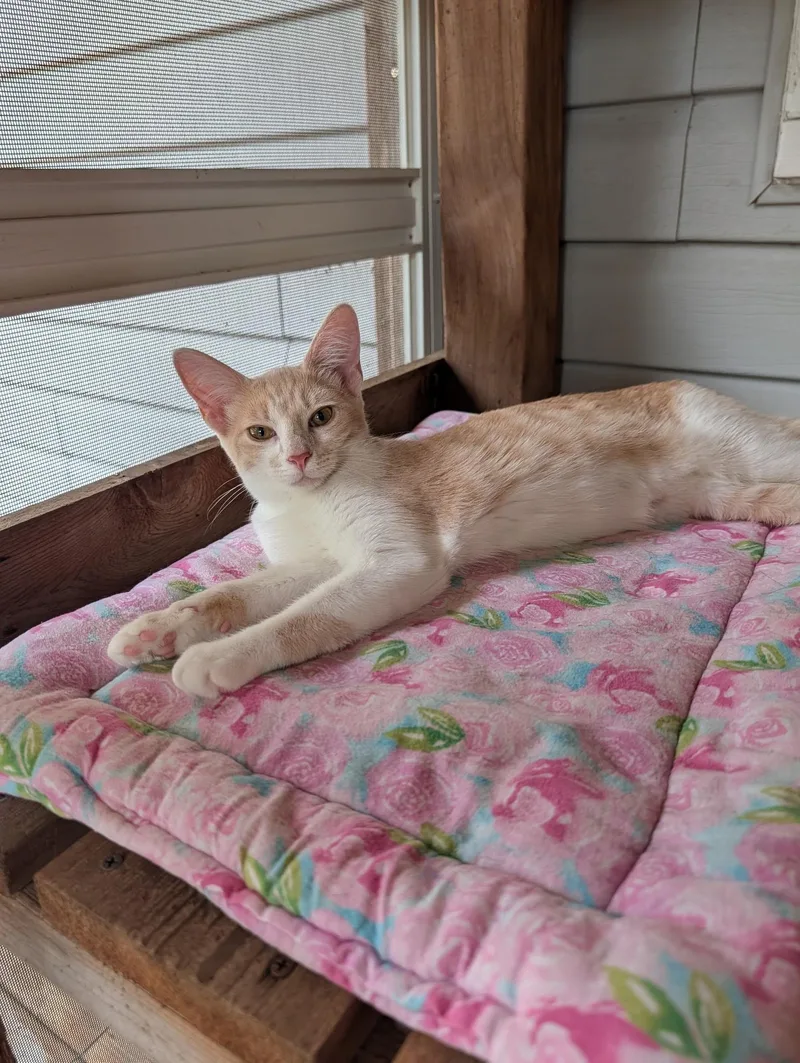 A baby medium-sized female Orange & White Domestic Short Hair cat named Hocus for adoption in Lacon, IL