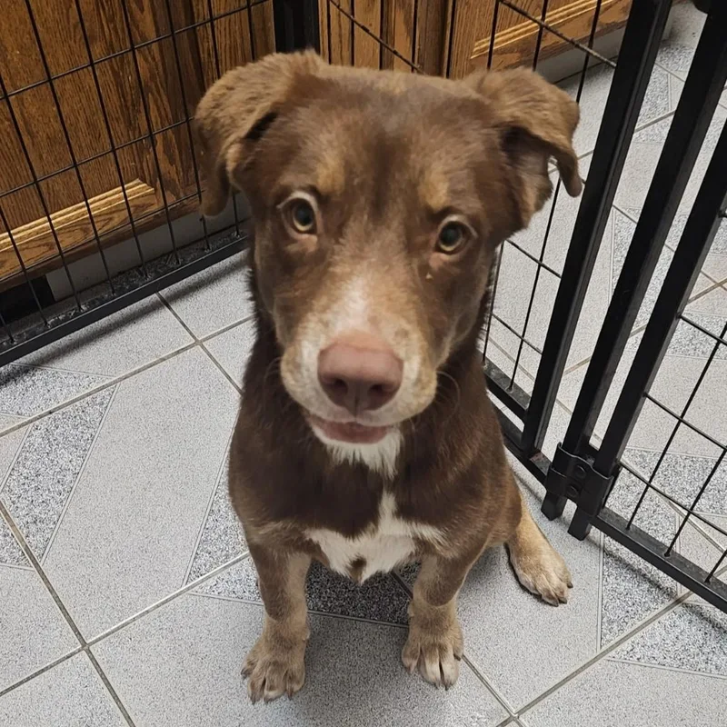 A baby medium-sized male Brown / Chocolate Mixed Breed dog named Stout for adoption in Normal, IL
