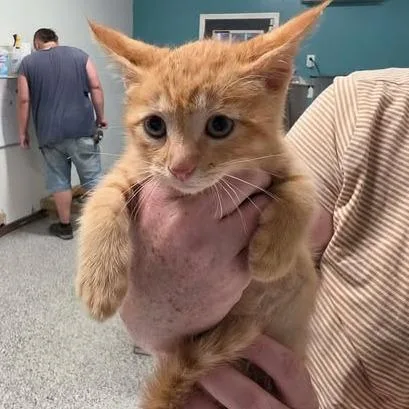 A baby small-sized male Orange / Red Domestic Medium Hair cat named Lost Legion for adoption in Fredericksburg, VA