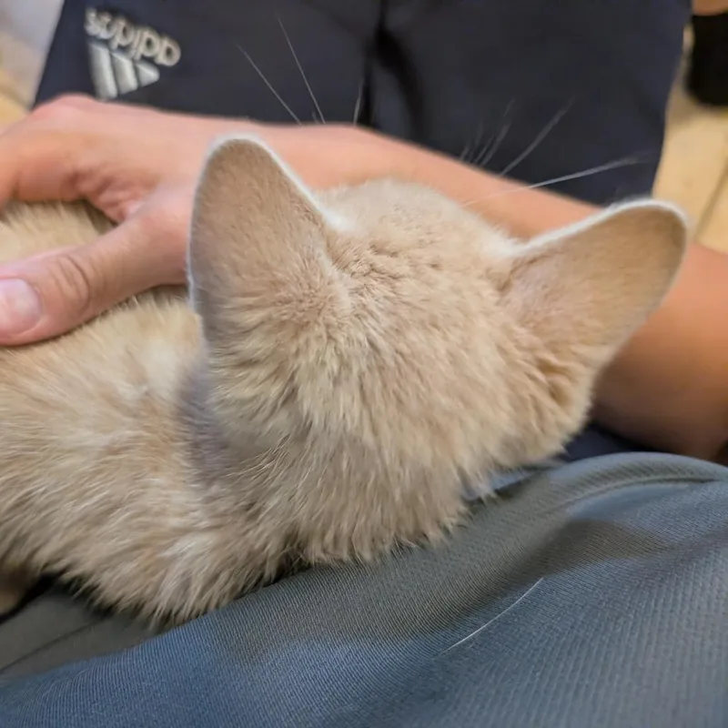 A baby small-sized male Orange / Red Domestic Short Hair cat named Kirkland for adoption in Long Beach, CA