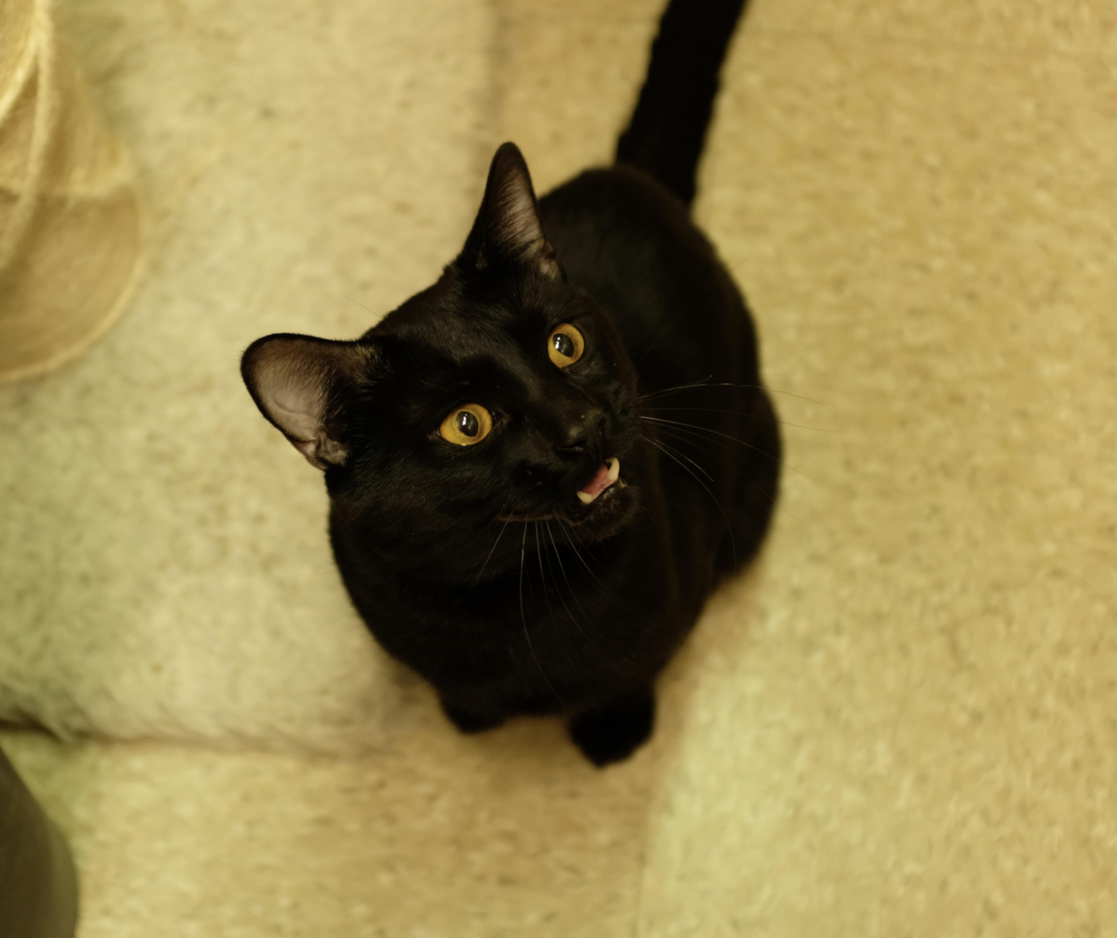 A young medium-sized male Black Domestic Short Hair cat named Squeaky for adoption in Albany, NY