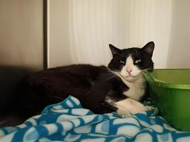 An adult medium-sized male Domestic Short Hair cat named Squeegee for adoption in West Valley City, UT
