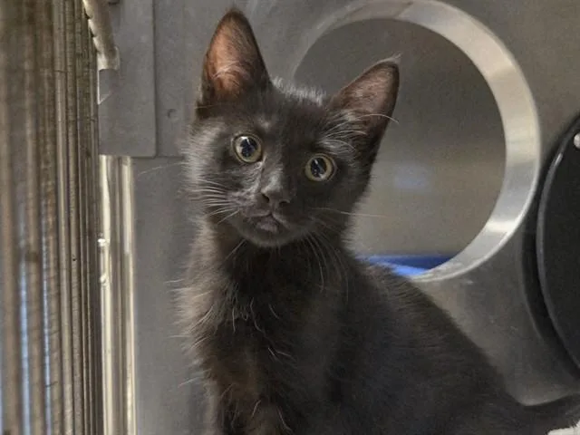 A baby small-sized female Domestic Short Hair cat named Jane for adoption in Martinez, CA
