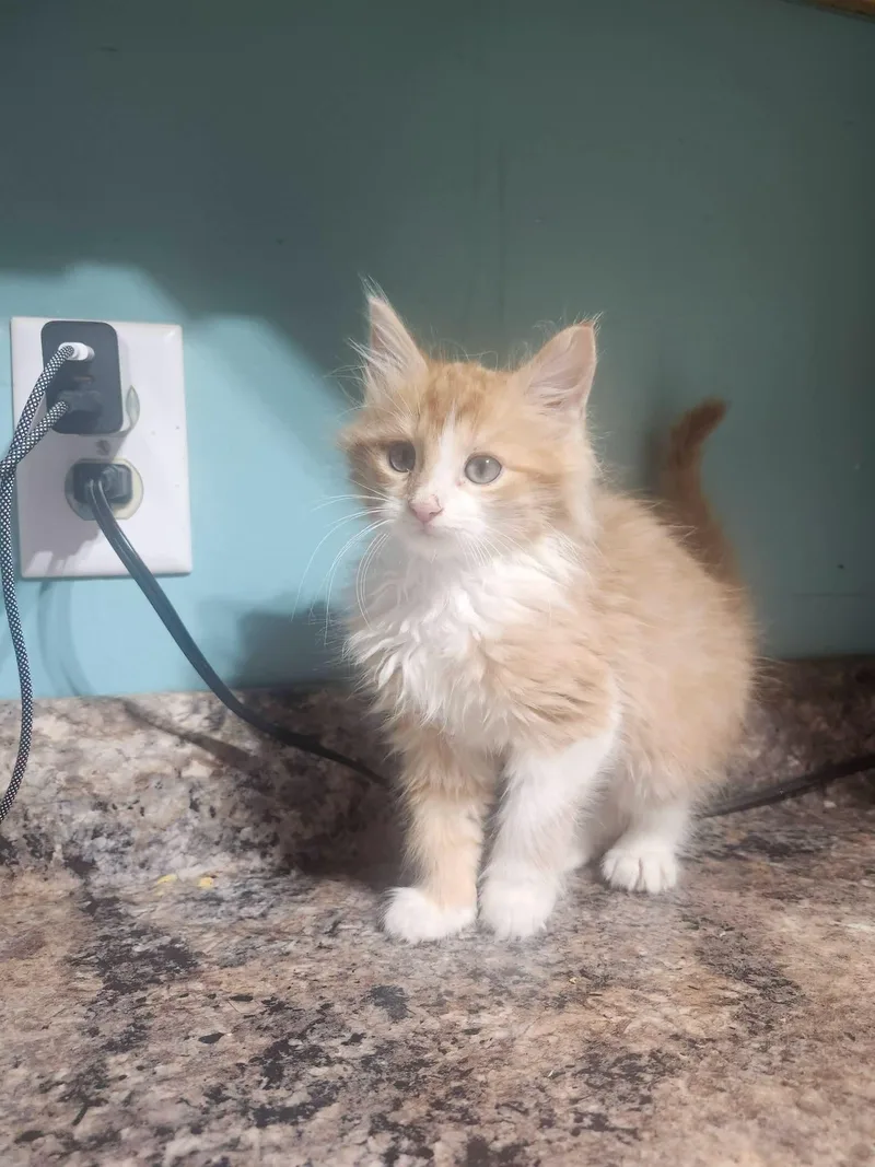 A baby medium-sized female Orange & White Domestic Long Hair cat named Dove for adoption in Cosby, TN