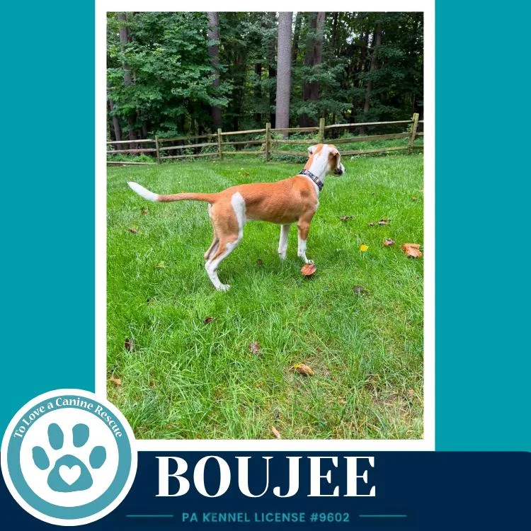 A baby medium-sized female White / Cream Labrador Retriever dog named Boujee for adoption in Kimberton, PA