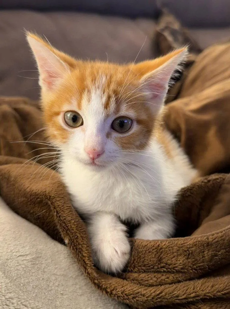 A baby medium-sized male Orange & White Domestic Short Hair cat named Peter for adoption in St. Helens, OR