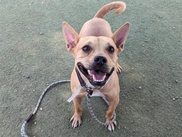A young small-sized male Pit Bull Terrier dog named Badger for adoption in Mesa, AZ
