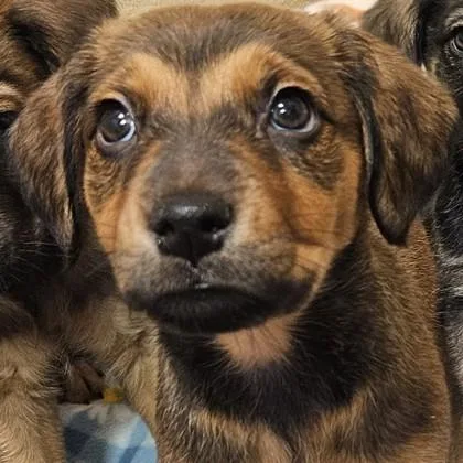 A baby medium-sized female Mixed Breed dog named Leberwurst for adoption in Pleasanton, CA