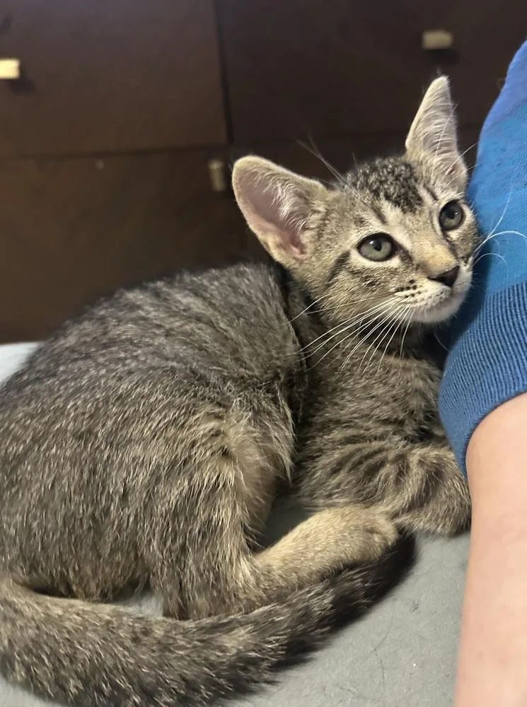 A baby small-sized female Domestic Short Hair cat named Estrella for adoption in Austin, TX
