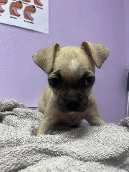 A baby small-sized female Yellow / Tan / Blond / Fawn Pug dog named 61403506 for adoption in El Paso, TX