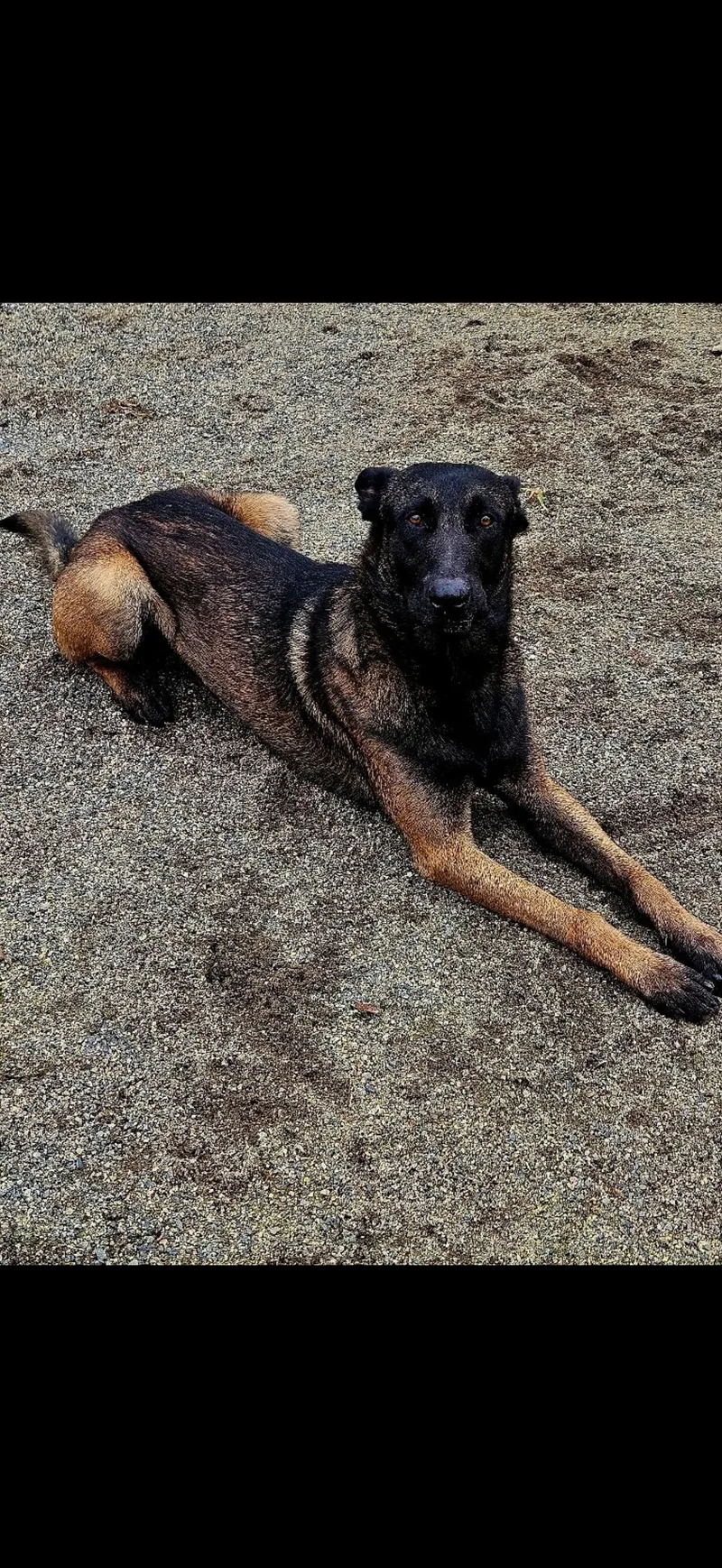 A young large-sized male German Shepherd Dog named Luke for adoption in Visalia, CA