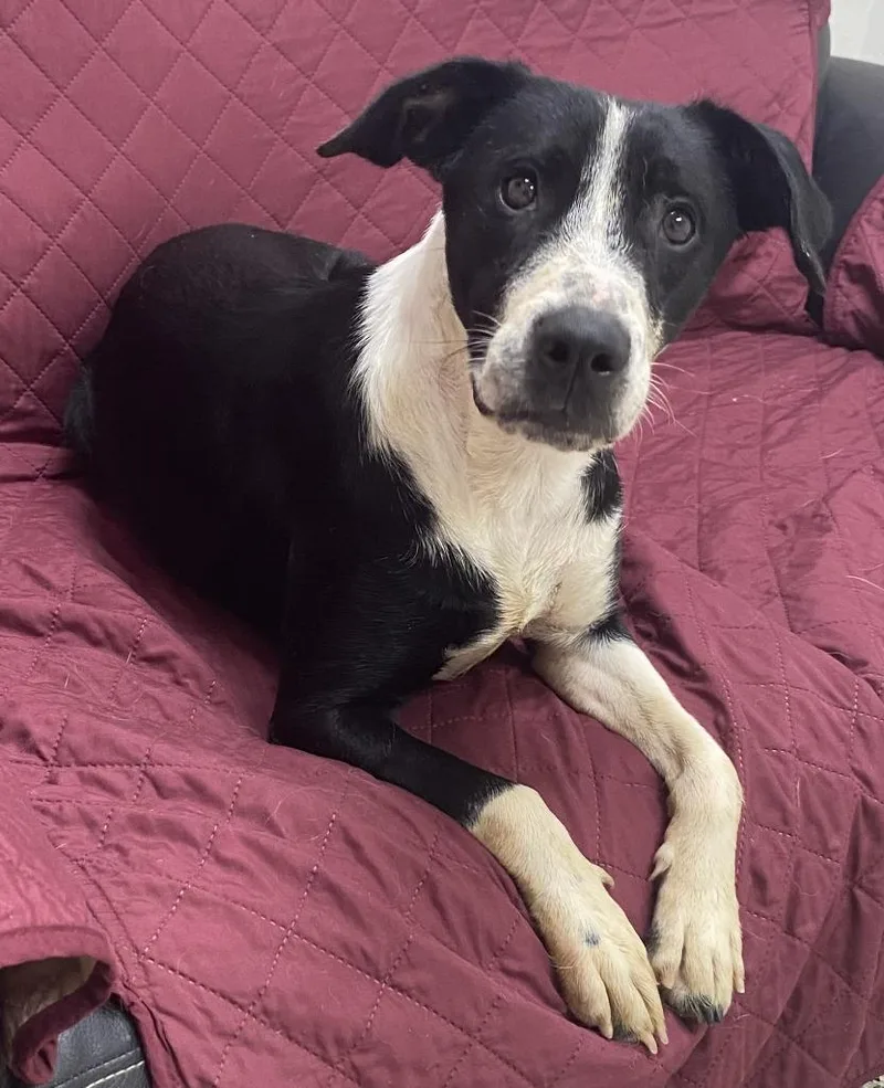 An adult large-sized female Labrador Retriever dog named Anita for adoption in Little Rock, AR