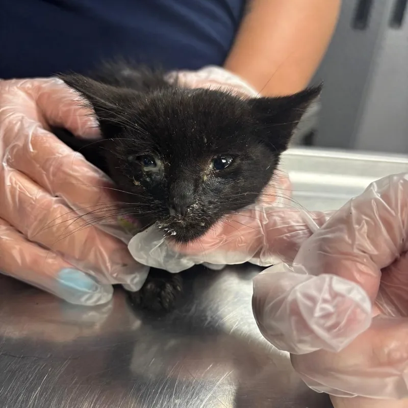 A baby small-sized male Black Domestic Short Hair cat named Max for adoption in Newark, NJ