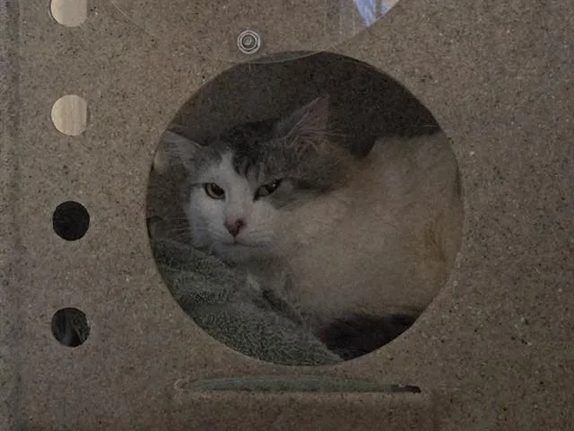 An adult small-sized male Domestic Long Hair cat named Larson for adoption in Martinez, CA