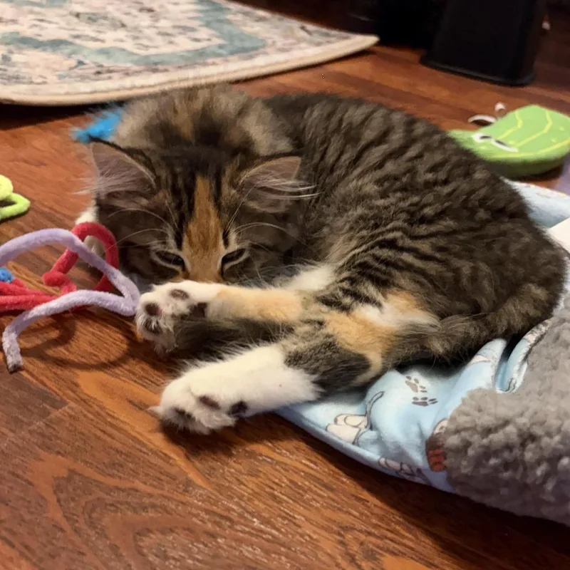 A baby small-sized female Domestic Short Hair cat named Violet for adoption in Springfield, MA