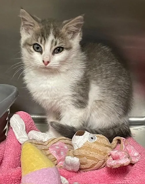 A young medium-sized female Gray / Blue / Silver Domestic Short Hair cat named Findley for adoption in Prudenville, MI