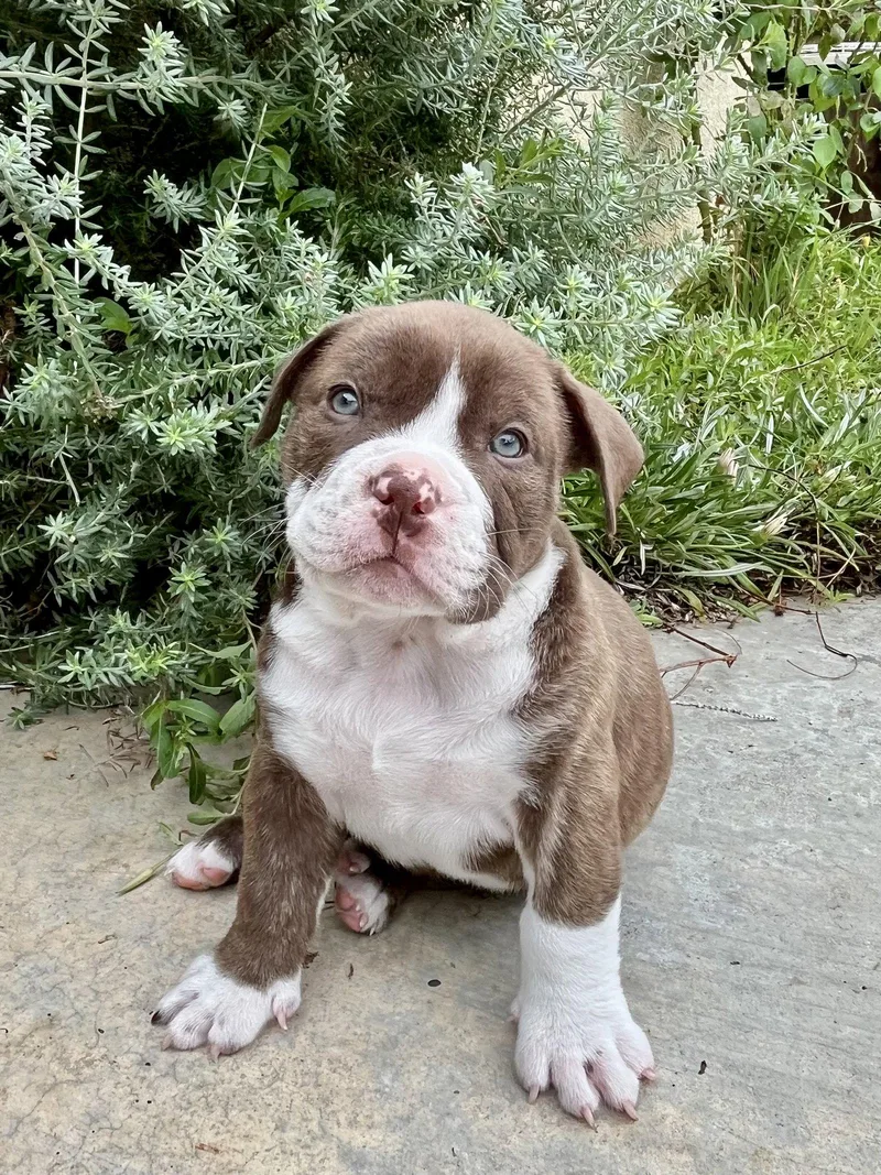 A baby medium-sized male American Bulldog dog named Lupin for adoption in Orange, CA