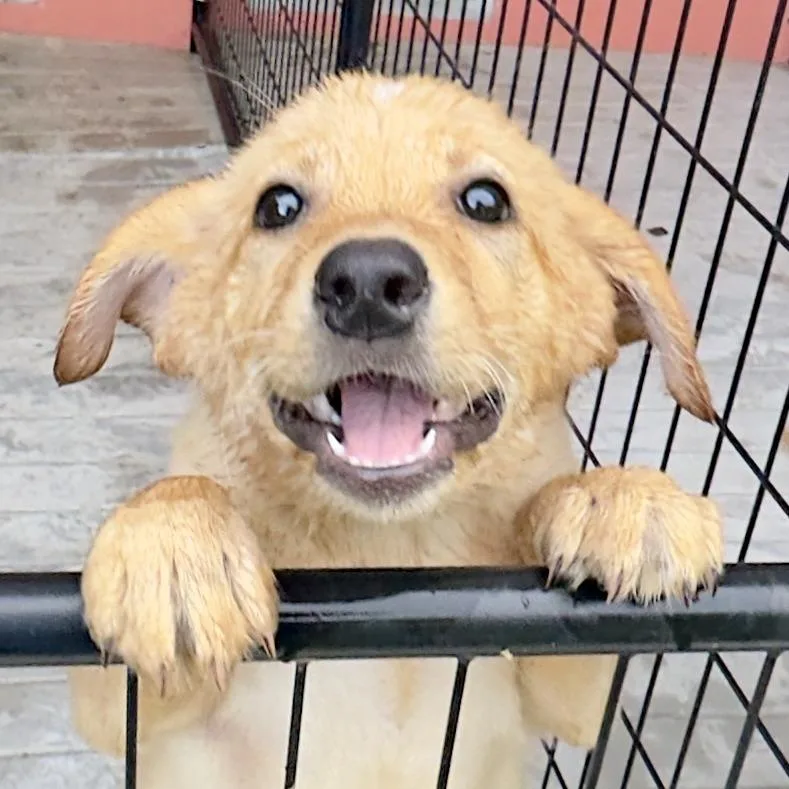 A baby medium-sized female Golden Mixed Breed dog named Honey for adoption in Bradenton, FL