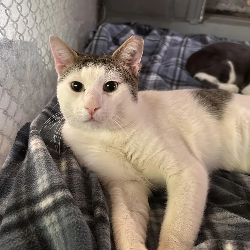 An adult medium-sized male White Domestic Short Hair cat named Squab for adoption in East Northport, NY