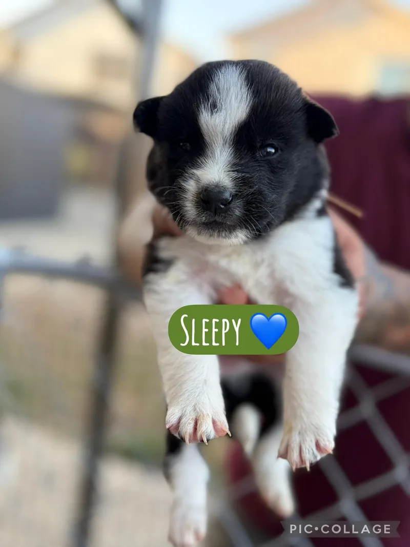 A baby medium-sized male Akita dog named Sleepy for adoption in Lodi, CA