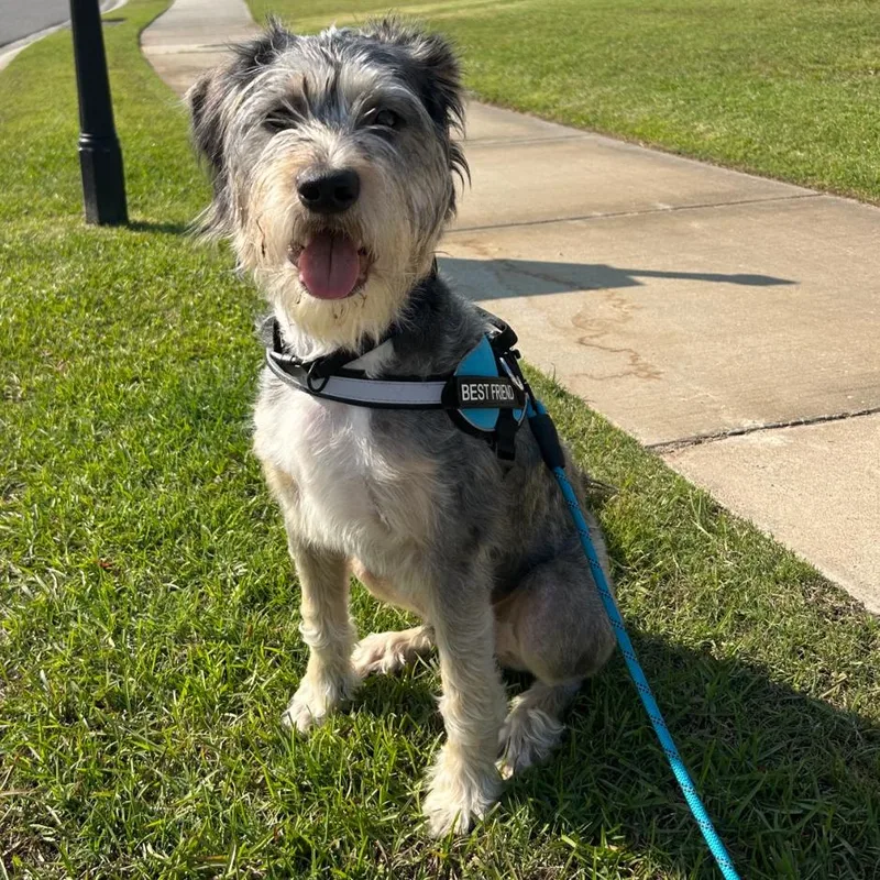 An adult medium-sized male Gray / Blue / Silver Schnauzer dog named Donnie for adoption in Baton Rouge, LA