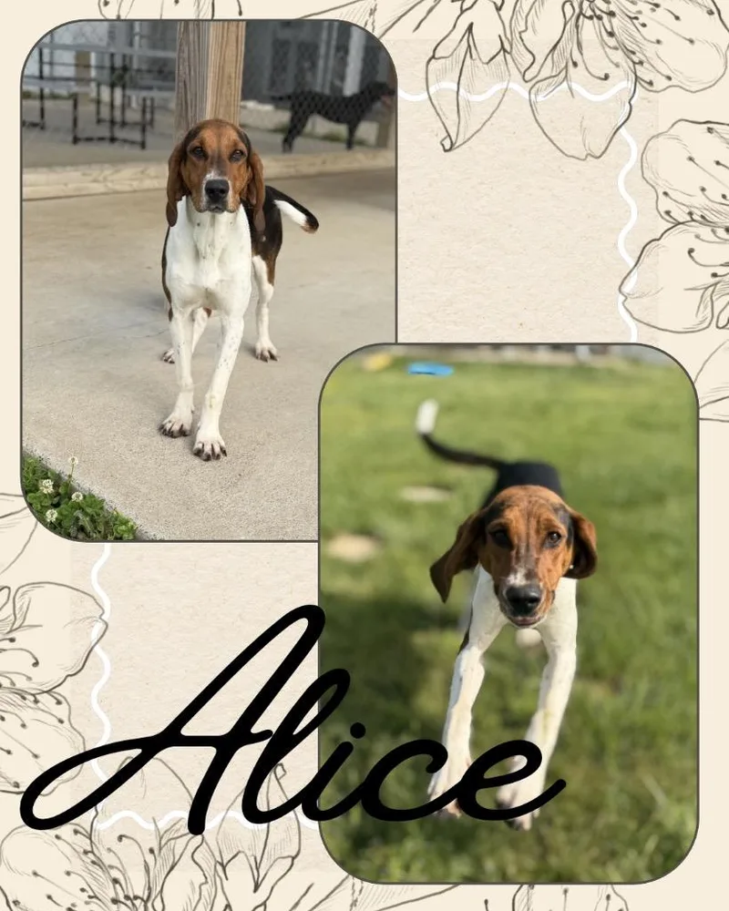 AliceLady