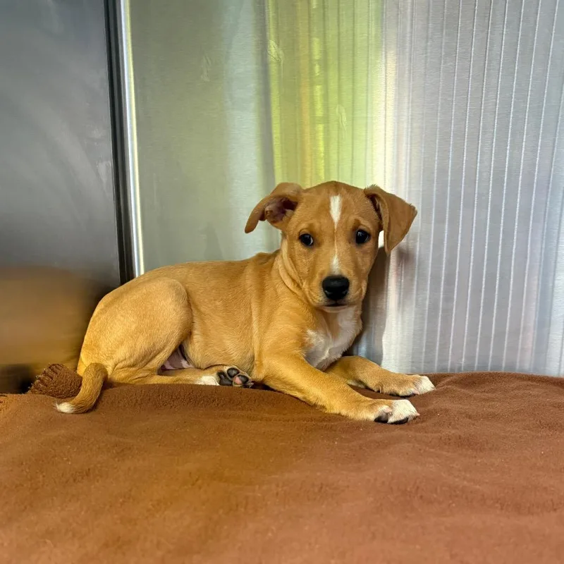 A baby medium-sized male Mixed Breed dog named Leonard for adoption in Pensacola, FL