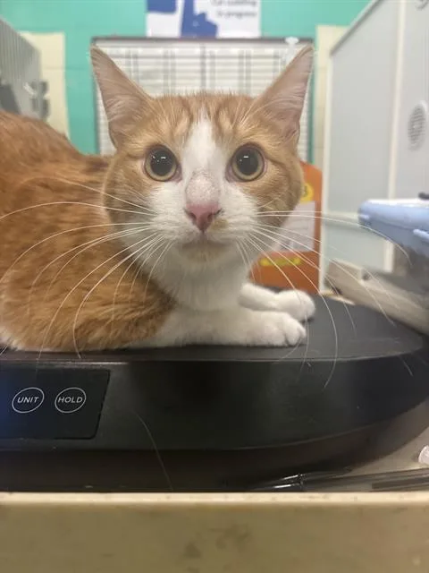 An adult small-sized male Domestic Short Hair cat named Tux for adoption in Indianapolis, IN