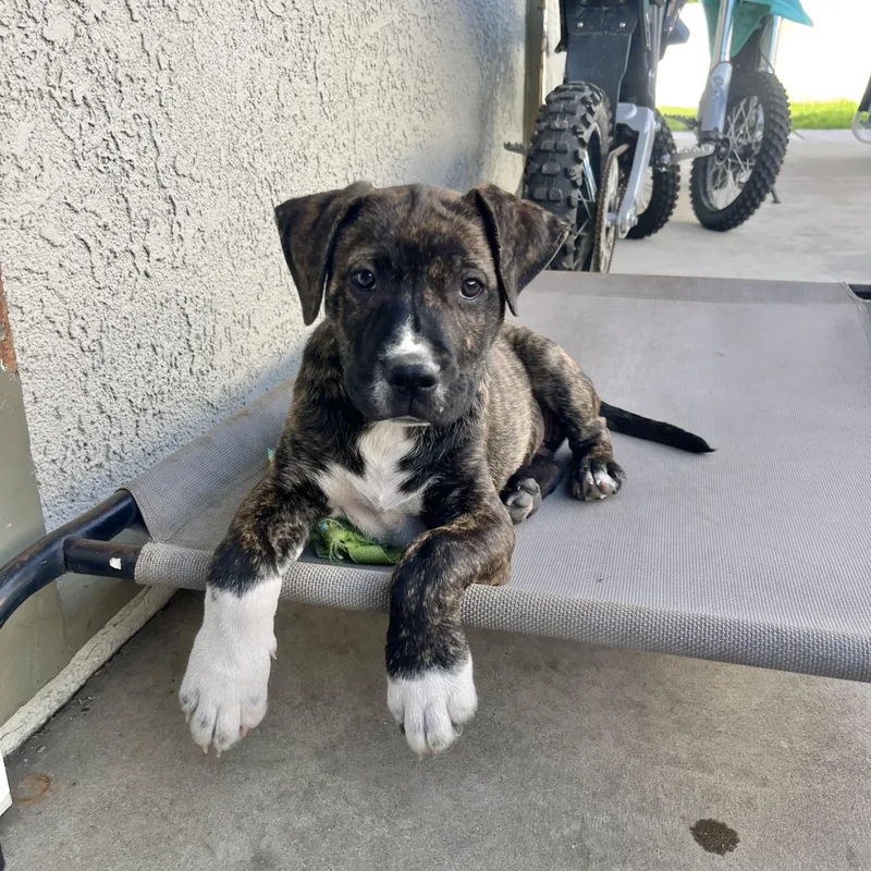 Edison~sensitive And Independent thumbnail 2