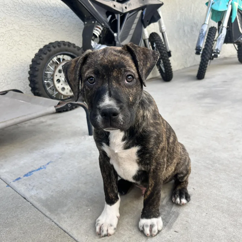 Edison~sensitive And Independent thumbnail 3