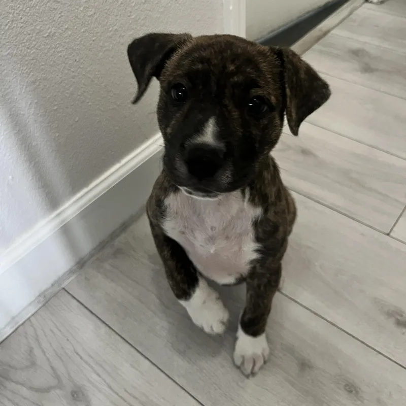 Edison~sensitive And Independent thumbnail 4