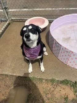 An adult large-sized female Husky dog named Arwen for adoption in Balch Springs, TX