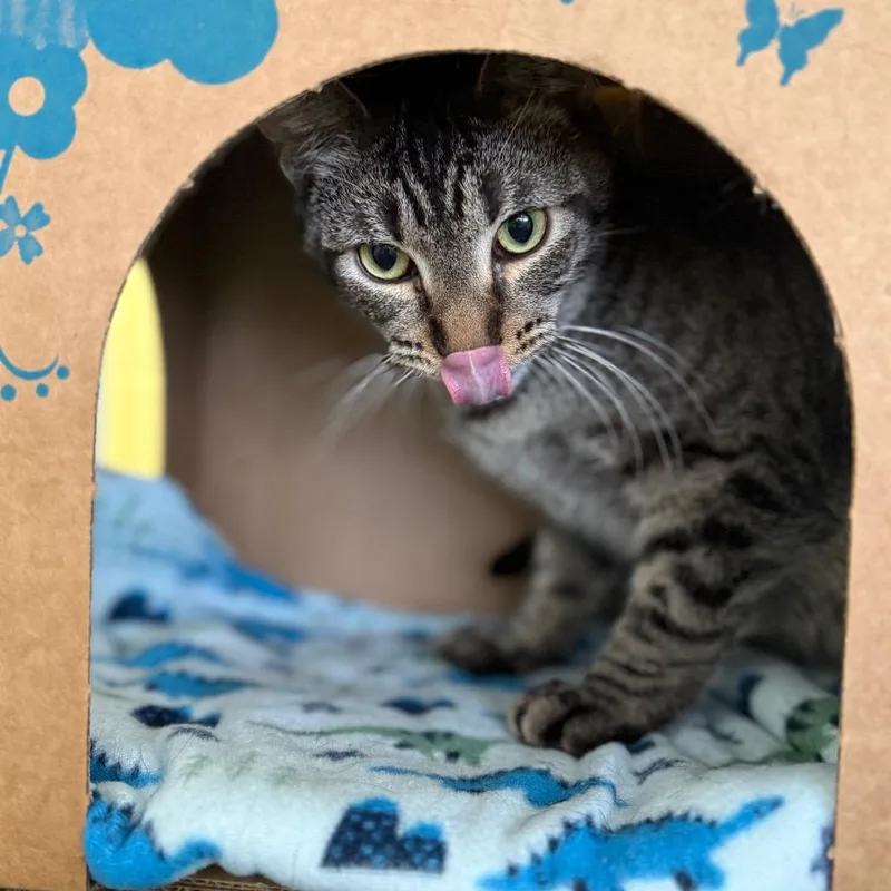 An adult medium-sized male Brown / Chocolate Domestic Short Hair cat named Hoggle for adoption in West Olive, MI