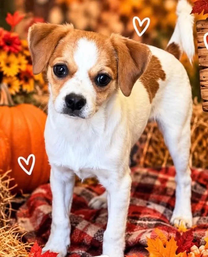 A baby medium-sized female Chihuahua dog named Allie for adoption in Heber City, UT