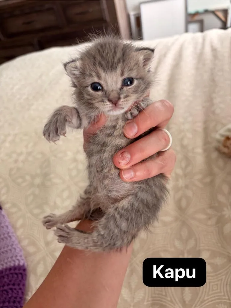 A baby medium-sized male Domestic Short Hair cat named Kapu for adoption in Johnson City, TN