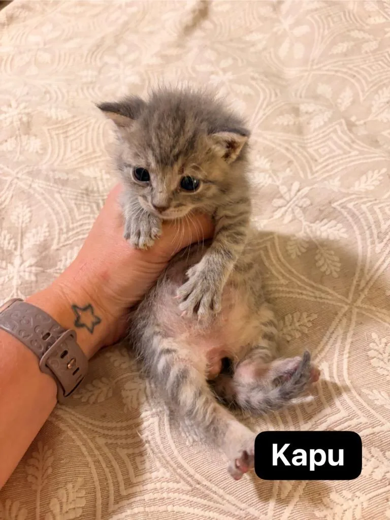 Kapu thumbnail 2