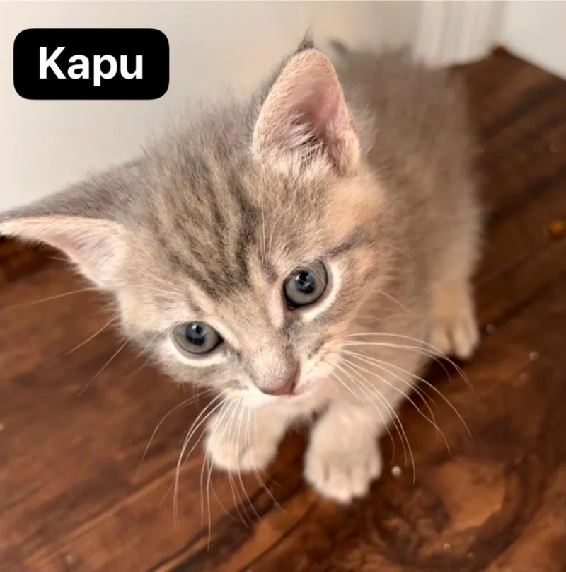 Kapu thumbnail 3