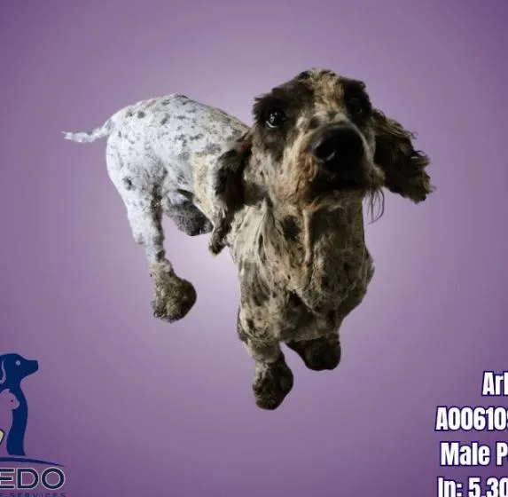 A young small-sized male Tricolor (Brown, Black, & White) Cocker Spaniel dog named Coming Soon for adoption in Boulder, CO