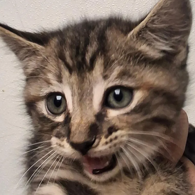 A baby small-sized female Gray / Blue / Silver Domestic Short Hair cat named Gabby for adoption in Birmingham, AL