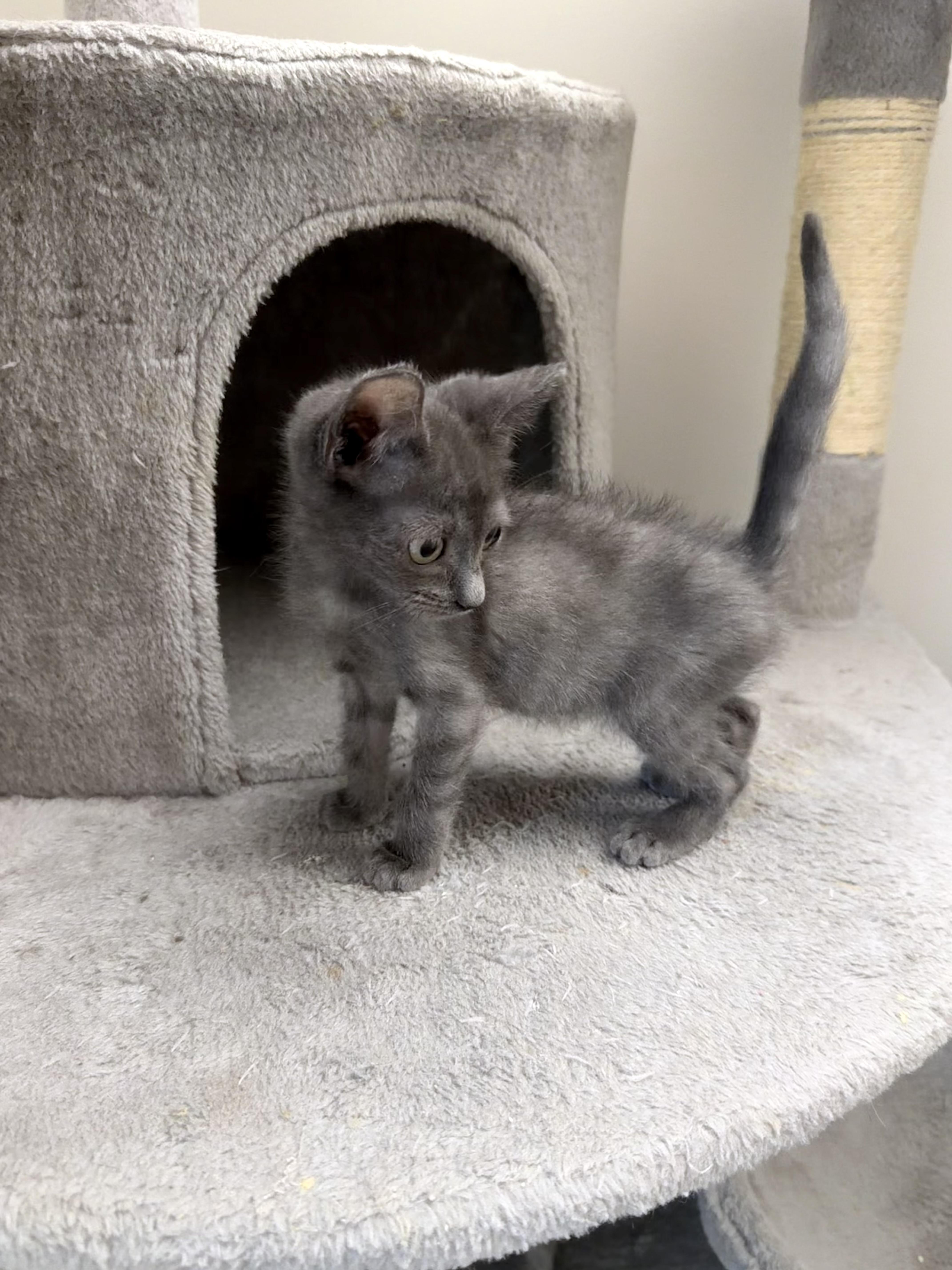 A baby small-sized male American Shorthair cat named Paul for adoption in Winder, GA