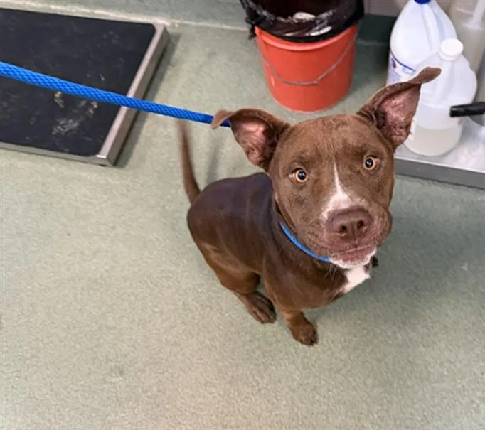 An adult large-sized male Mixed Breed dog named A for adoption in Santa Fe, NM