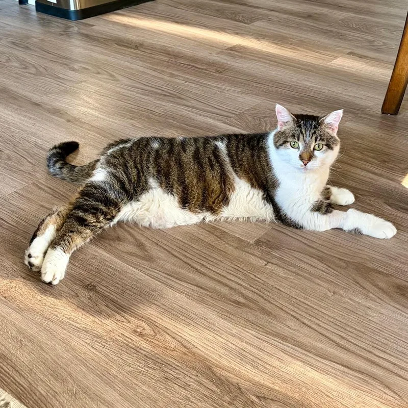 A senior extra large-sized male Brown / Chocolate Domestic Short Hair cat named Patches for adoption in Naperville, IL